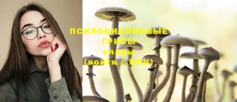 Галлюциногенные грибы Psilocybine cubensis  Баймак 